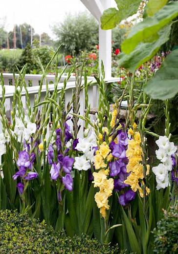 Sword Lily 'White Prosperity', Gladiolus 'White Prosperity', Gladiola 'White Prosperity', Gladiolus x Hortulanus 'White Prosperity', White Sword Lilies